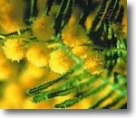mimosa5.jpg (7462 byte)