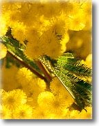 mimosa6.jpg (10163 byte)