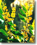 mimosa8.gif (27156 byte)
