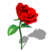 rose_021.gif (19160 byte)