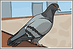pigeonsrevenge.gif (2370 byte)
