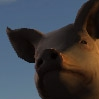 Pig-Flight.png (15569 byte)