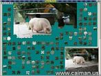 07Jigsaw_CAIMAN13.jpg (6588 byte)