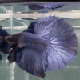 05.gif (6171 byte)