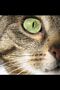 tn_iphonesfondi250x375-06.jpg (3174 byte)