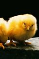 tn_iphonesfondi250x375-04.jpg (4491 byte)