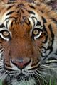 tn_iphonesfondi250x375-06.jpg (3174 byte)