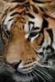 tn_iphonesfondi250x375-04.jpg (4491 byte)