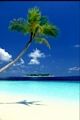 tn_iphonesfondi250x375-05.jpg (4279 byte)