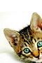 tn_iphonesfondi320x48004.jpg (2125 byte)