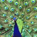 08.jpg (13404 byte)
