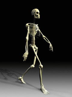 Skeleton.gif (377045 byte)