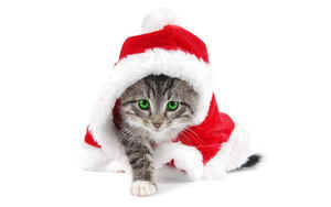 santa-is-a-cat.jpg (29556 byte)