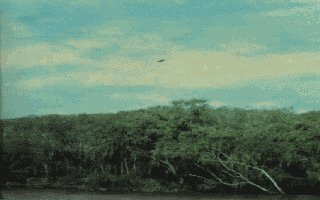 6.gif (54663 byte)