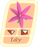 aaaalily3.gif (4581 byte)