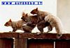tn_immagine_divertente_02.jpg (3111 byte)