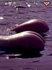 tn_immagine_divertente_03.jpg (4460 byte)