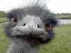 struzzo.jpg (1215 byte)