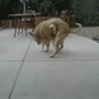 04.gif (4316 byte)