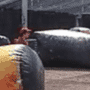 04.gif (4316 byte)