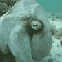 02.gif (5879 byte)