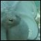 07.gif (3493 byte)